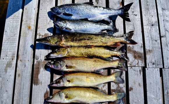 Как Чистить Рыбу Холодного Копчения