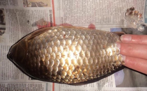 Как Быстро Почистить Крупную Рыбу